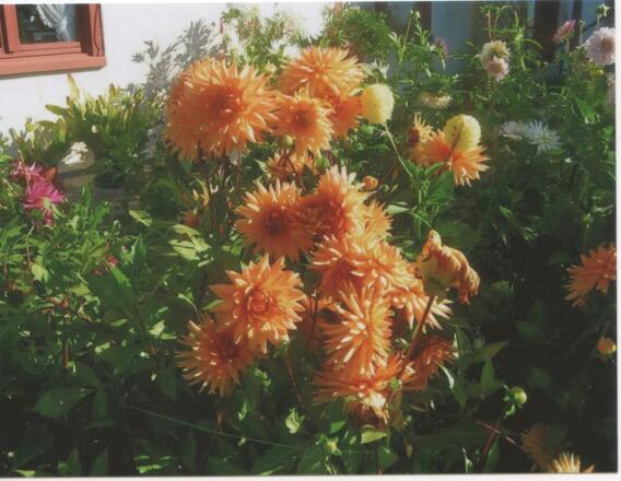 Ein goldener Dahlienstrauß