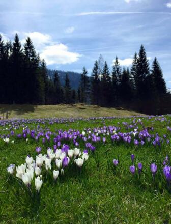 Krokusblüte Hündle