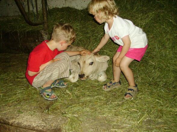 Streicheleinheiten für unsere kleinen Kälbchen