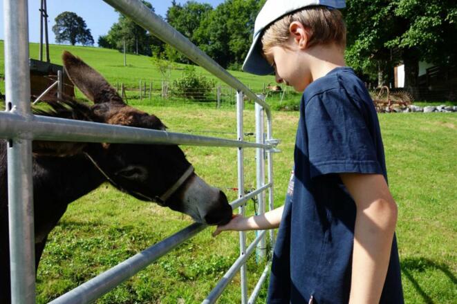 Von wegen sturer Esel