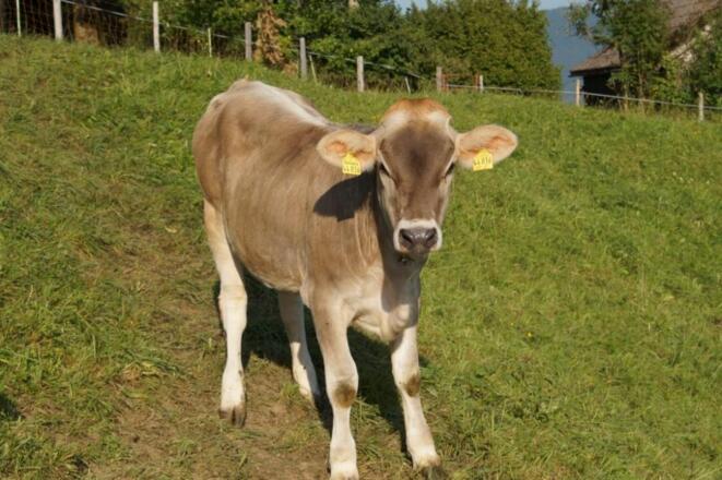 Kleines Kälbchen auf der Wiese