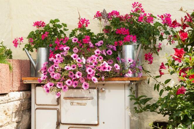 Der Sommer blüht in seiner schönen Pracht