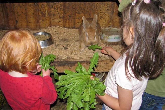 Kinder beim Füttern unserer Streicheltiere