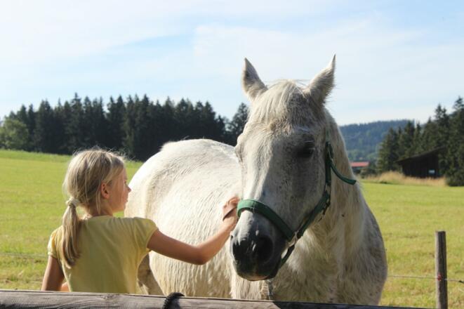 Bolero mag gestriegelt werden