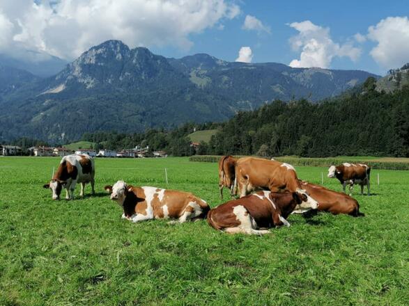 Kühe auf der Weide beim Hoisenhof