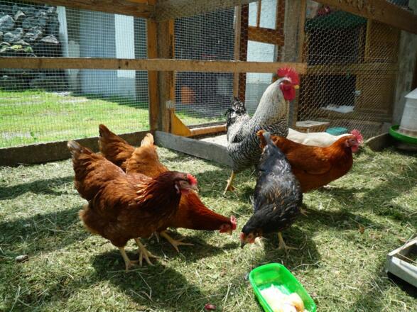 Hühner für Frühstück Eier