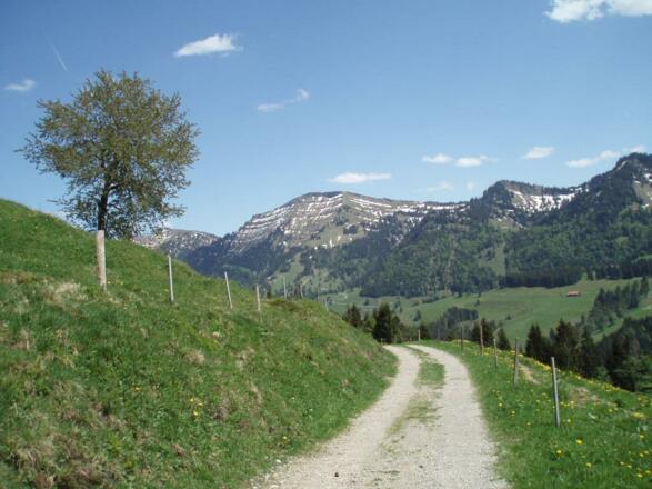 Wanderpardies am Fuße des Hochgrat