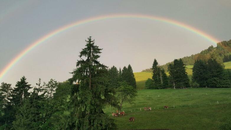 Regenbogen über Steibis