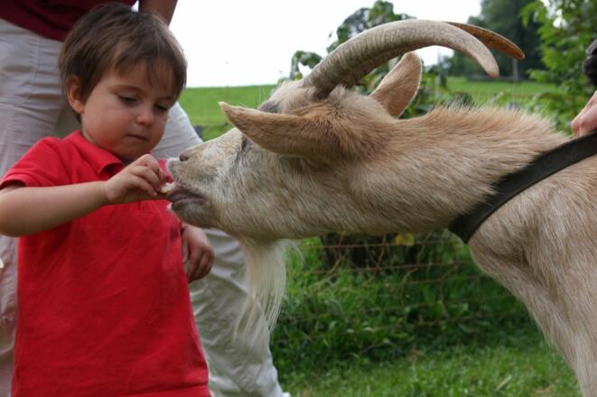 die Ziege frisst mir aus der Hand