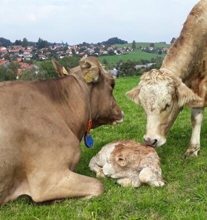 Nachwuchs auf der Weide