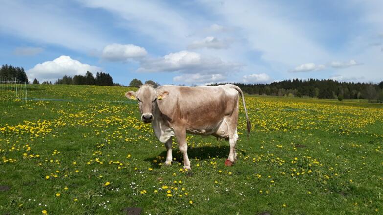 erstes Gras im Frühjahr