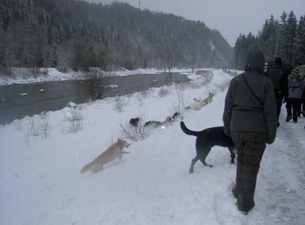 Auch unsere Vierbeiner lieben toben und