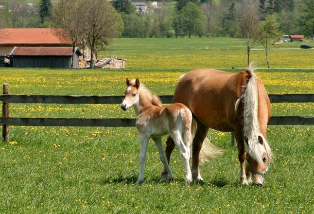 unser jüngster Nachwuchs &quot;Wickie&quot;