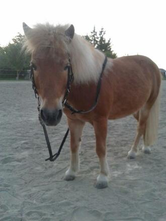 Ponyreiten mit Maxi