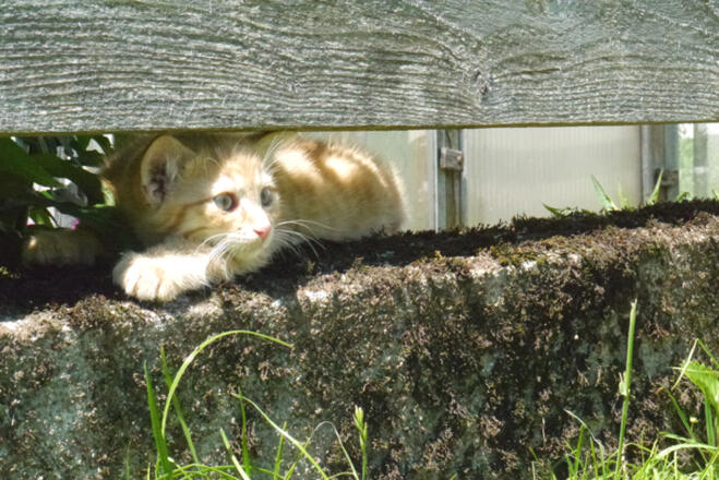 Bei uns werden Ihre Kinder schnell zu Katzenmamas und -Papas