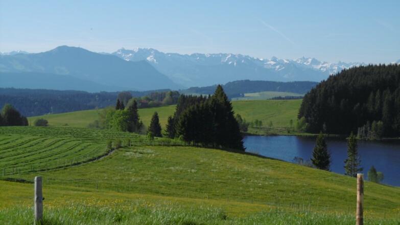 Frühsommer am Weiher
