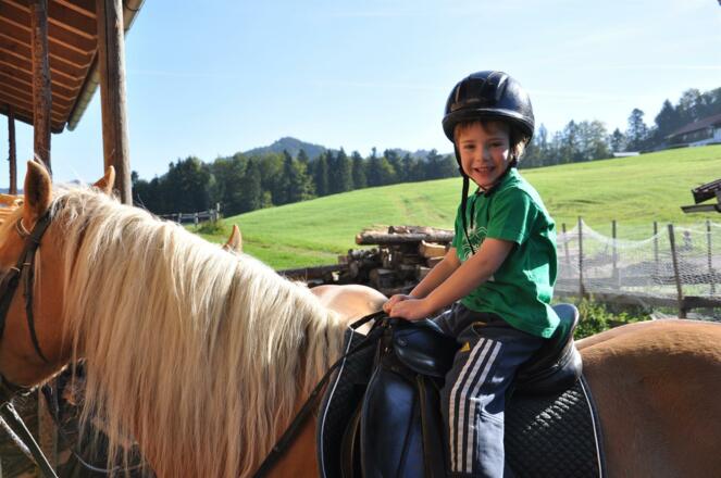 Die heißgeliebten Haflinger
