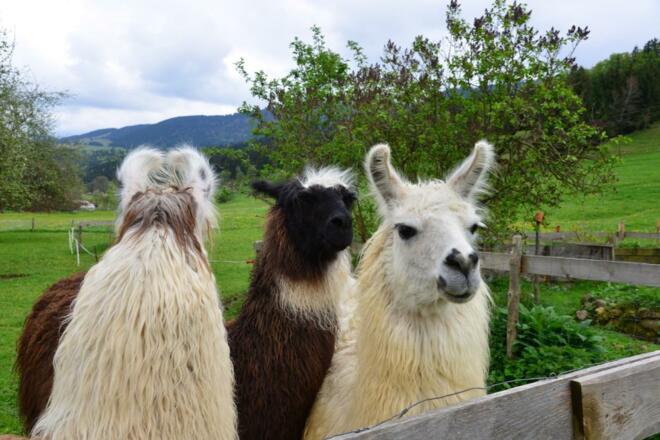 unsere Lamas