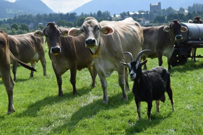 Unser Allgäuer Braunvieh