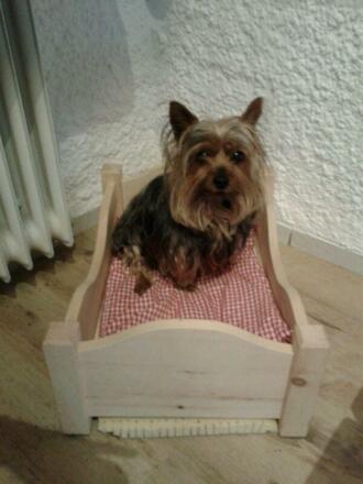 Unser Haushund Chiara