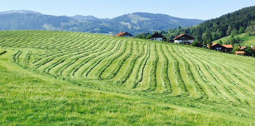 Frisch gemäht, hmmm, wie toll das duftet