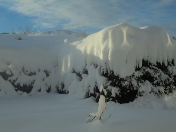 verschneite Hecke