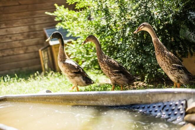 Alle meine Entchen...