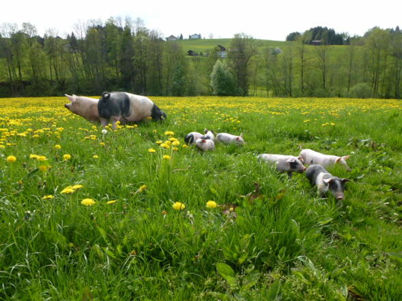 Unsere glückliche Familie Schwein