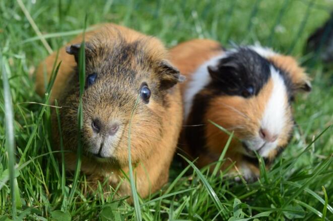 Unsere lieben Meerschweinchen