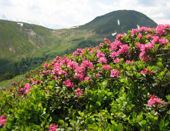 Almrosenblüte am Gaisstein