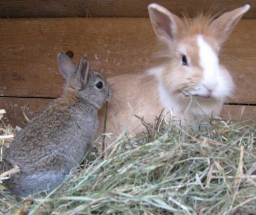 Unsere Zwergkanichen lieben Gurken und Löwenzahn