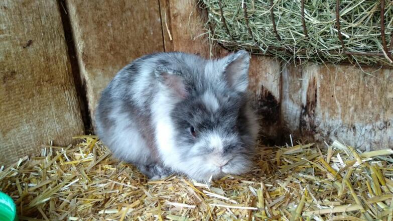 Hase &quot;Ben&quot;