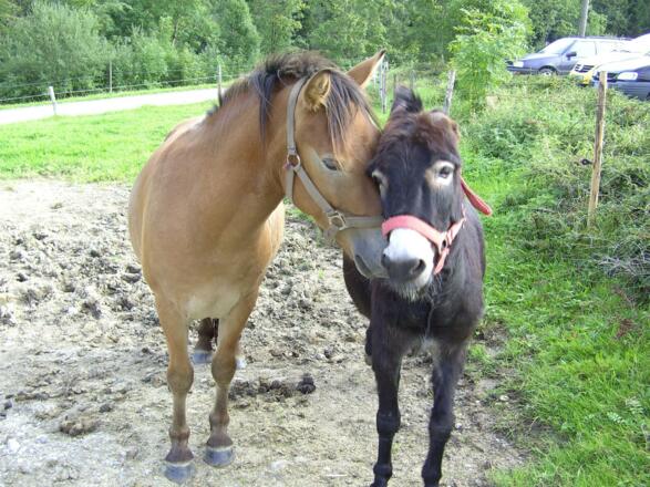 Susi und Fritz, das Pony