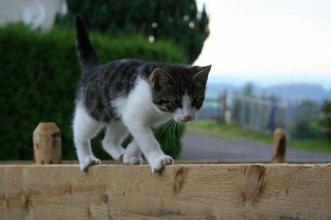Kater Moritz - ein kleiner Traumtänzer