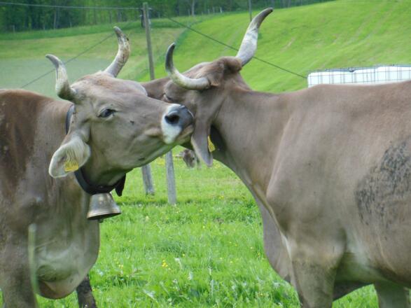 Unsere Kühe