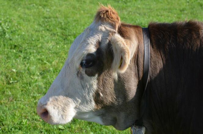 Eine unserer Kühe auf der Weide