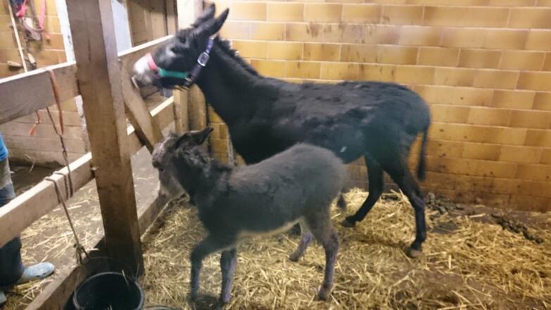 Frau Fischer und Frieda