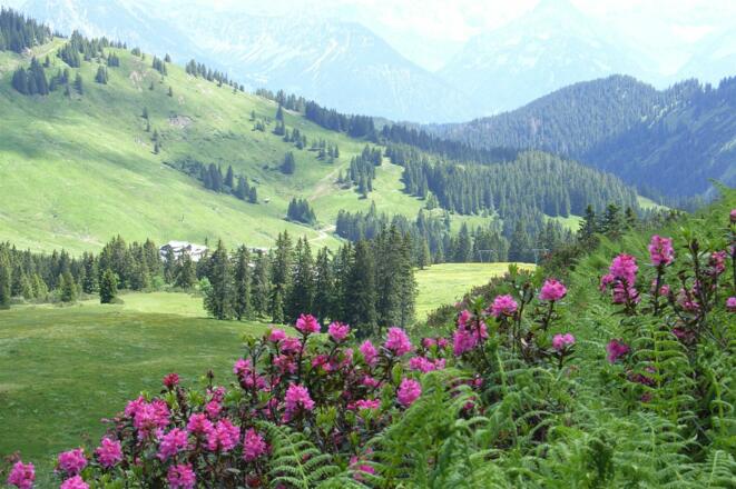 Alpenrosenblüte im Grasgehrenkessel