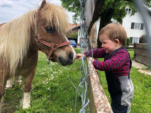 Unsere Ponys lieben Streicheleinheiten