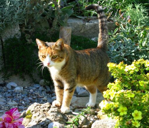 Katze zwischen Kräuter und Nagelfluhfelsen