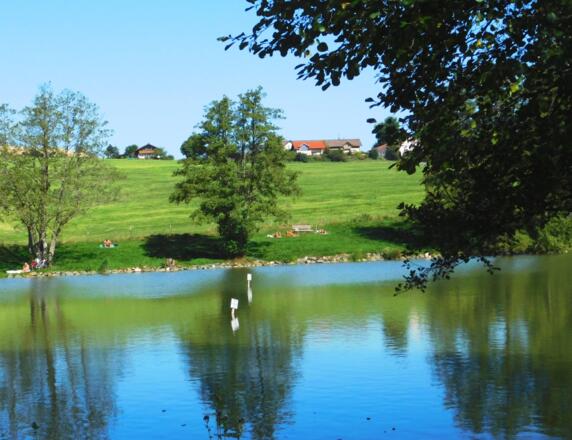 Natur erleben am Weiher