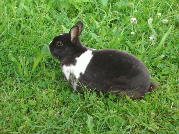 Hase Hansi liebt den Freilauf