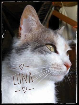 Luna unsere liebe Hofkatze