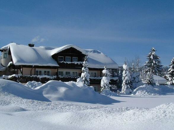 Alpenkoenig-im-Schnee