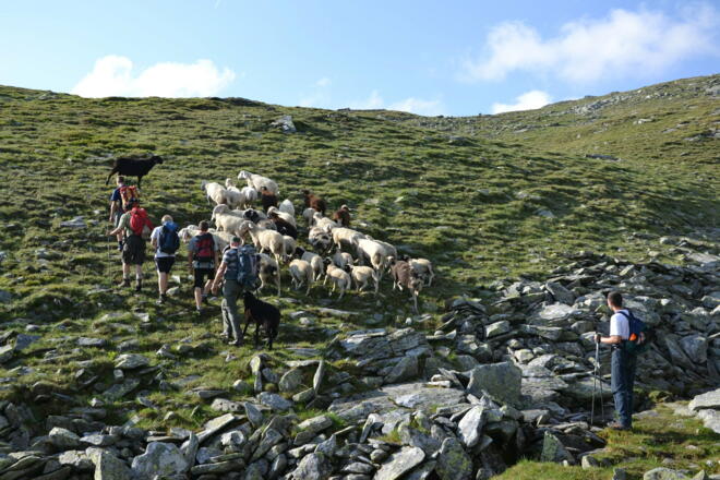 Begegnung mit Schafen auf dem Weg zur Lienlacke
