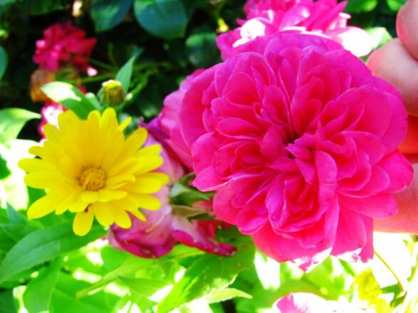 Herrliche Sommerblüte