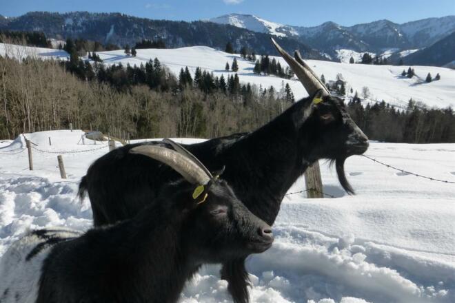 Unsere Ziegen Rudi und Rosalie