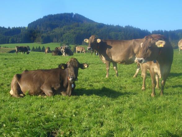 Kühe auf der Weide
