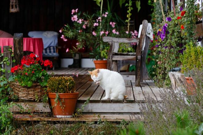 Stimmungsbild am Hof