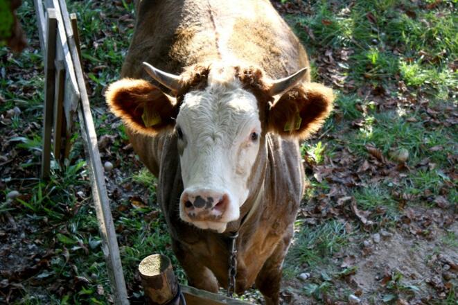 Mit der Kuh per Du - hier unser Jungvieh